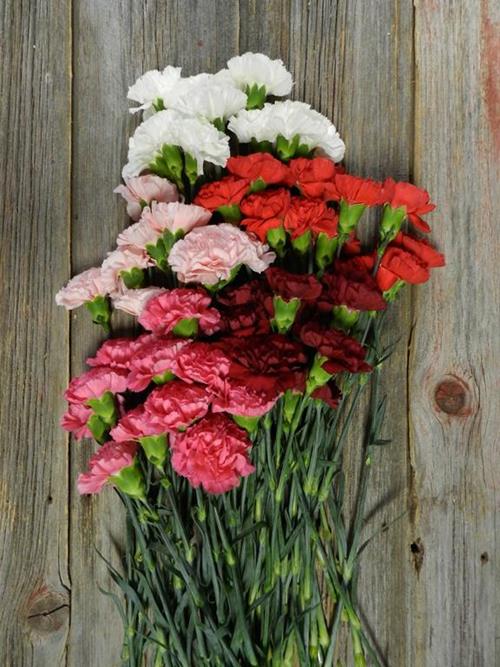 VALENTINES DAY PACK ASSORTED CARNATIONS